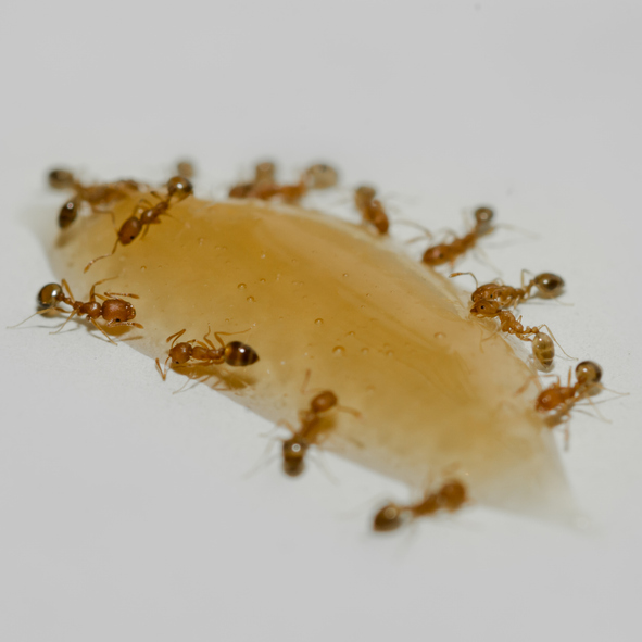 Fourmis pharaons autour d’une goutte de miel