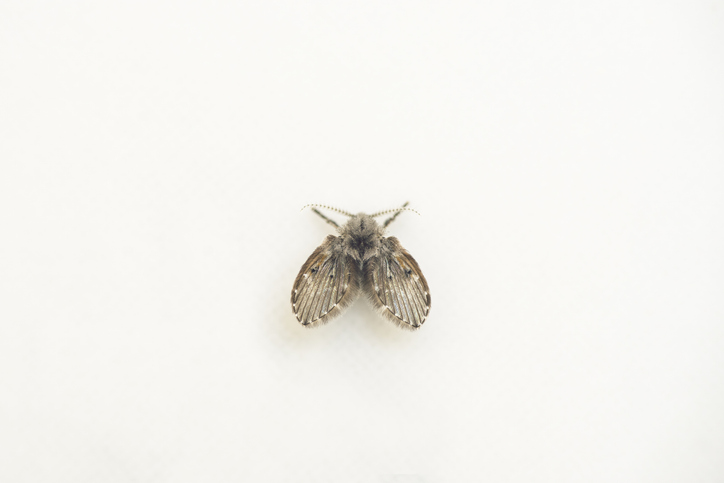 Mouche des drains aux ailes duveteuses