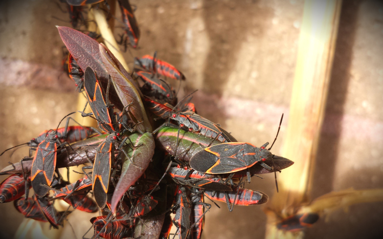 Punaises de l’érable noires et rouges sur une plante